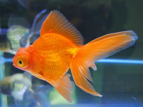 金魚顏色